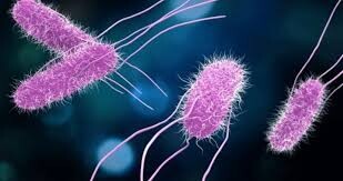 Brote de fiebre tifoidea en el AMBA